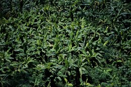 Agriculture;-Archipel-des-Comores;-Bananeraie;-Bananier;-Feuillage;-France;-Kaleidos;-Kaleidos-images;-La-parole-à-limage;-Laurent-Abad;-Mayotte;-Nature;-Océan-Indien;-Stories-Pictures;-Végétation